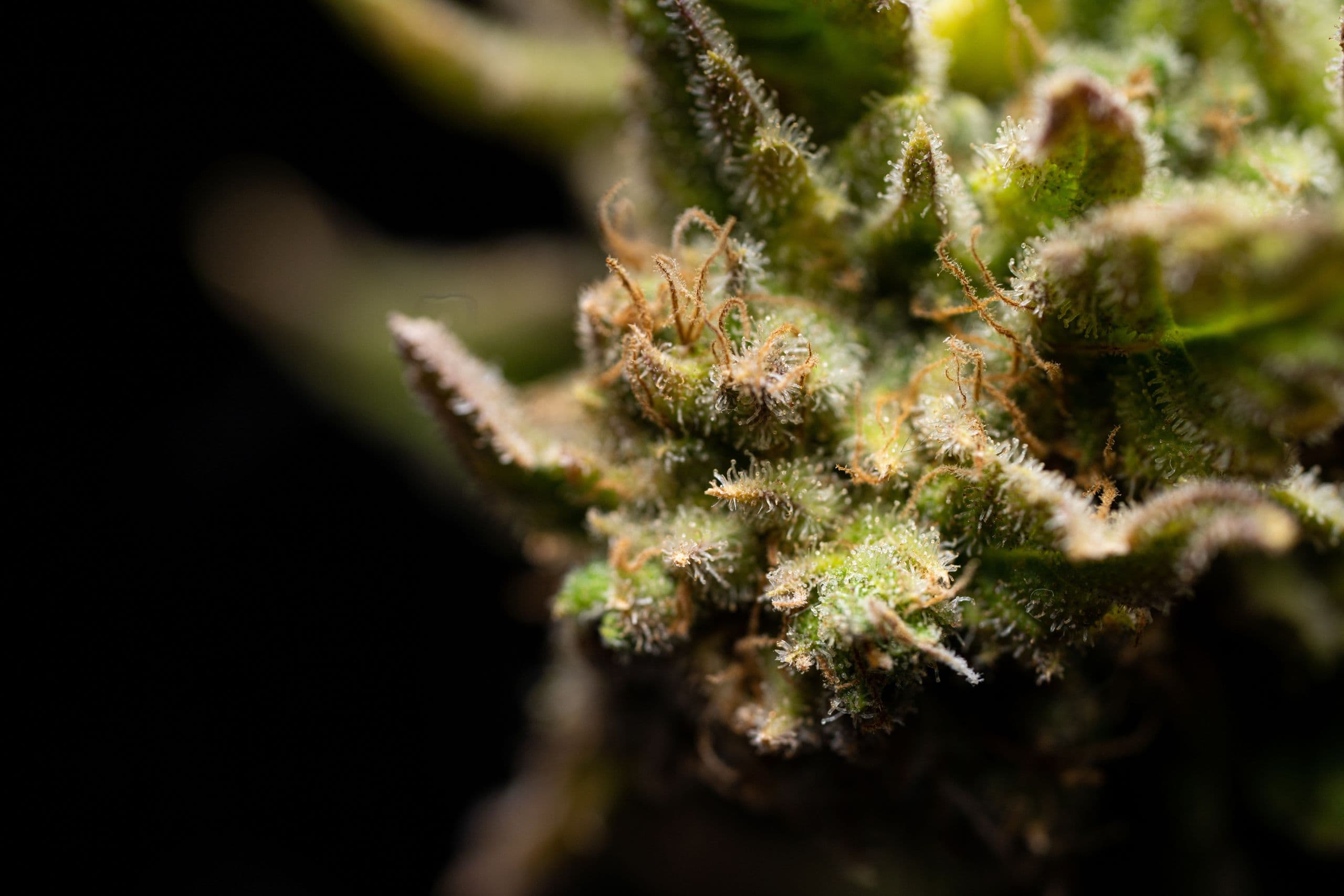 Close-up von CBD-Blüte mit sichtbaren Trichomen, hochwertiges Produkt für Aromatherapie und Wellness. Ideal für gesundheitsbewusste Käufer, die nach natürlichen Alternativen suchen.