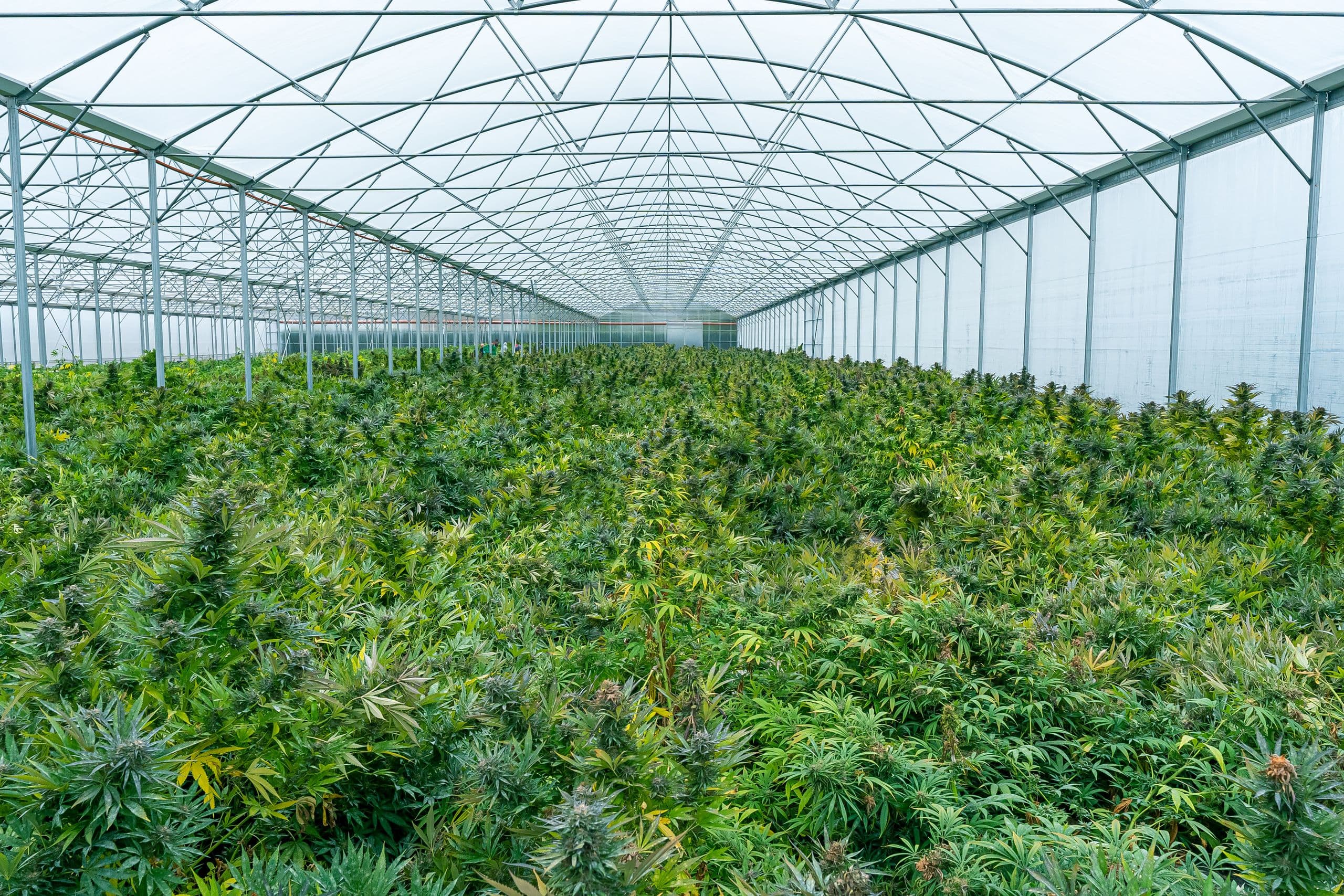 Großes Gewächshaus voller CBD-Pflanzen, üppiges grünes Laub unter einem transparenten Dach, ideal für Hanfanbau zur Herstellung von CBD-Produkten.