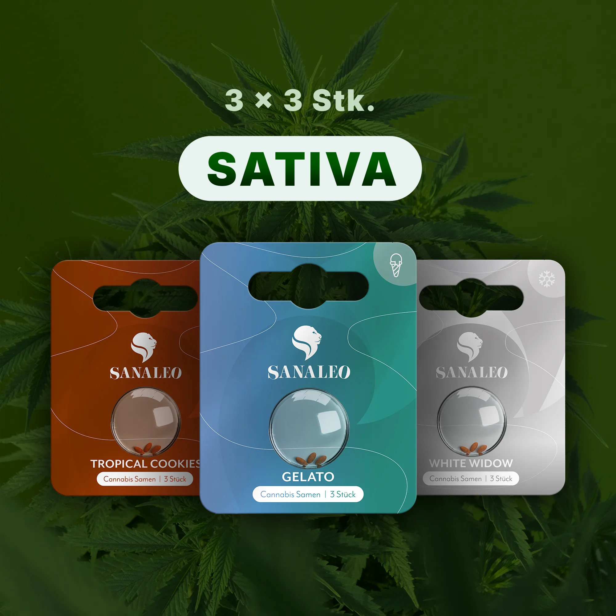 Drei Sanaleo Sativa-Samenpackungen (Gelato, Tropical Cookies, White Widow), je 3 Stück
