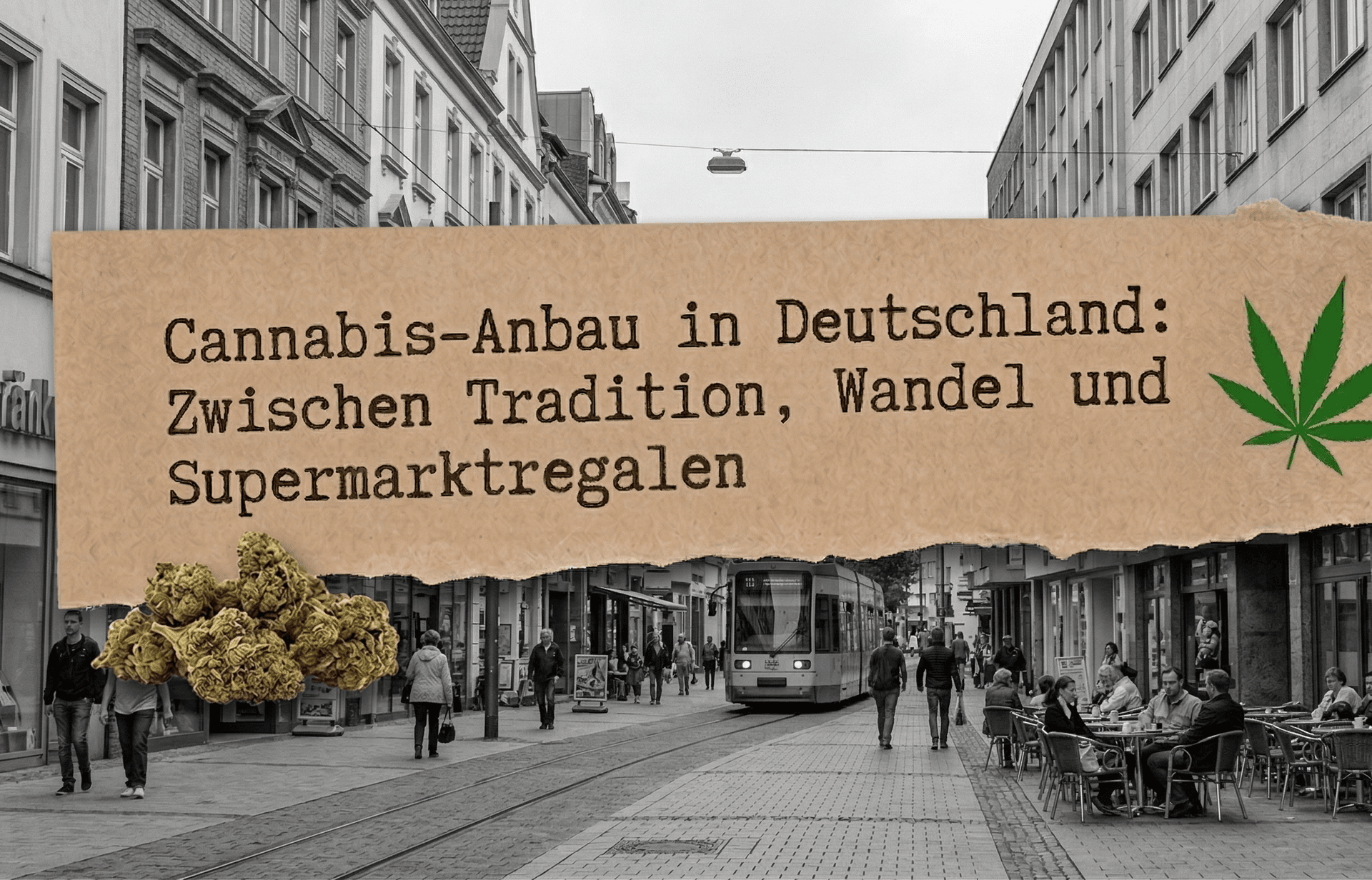 Cannabis-Anbau in Deutschland: Zwischen Tradition, Wandel und Supermarktregalen