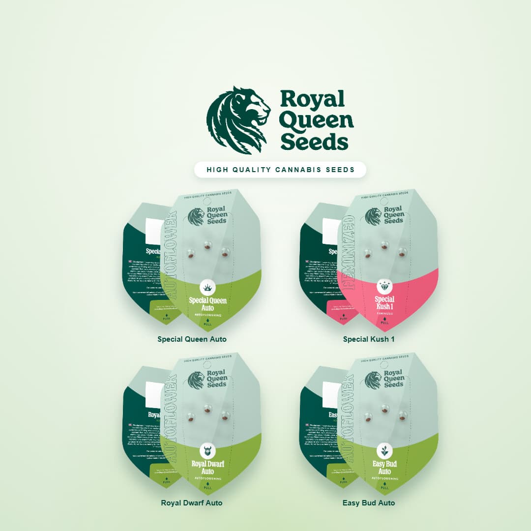 Royal Queen Seeds Komplett-Set mit allen vier Sorten, 12 feminisierte Samen