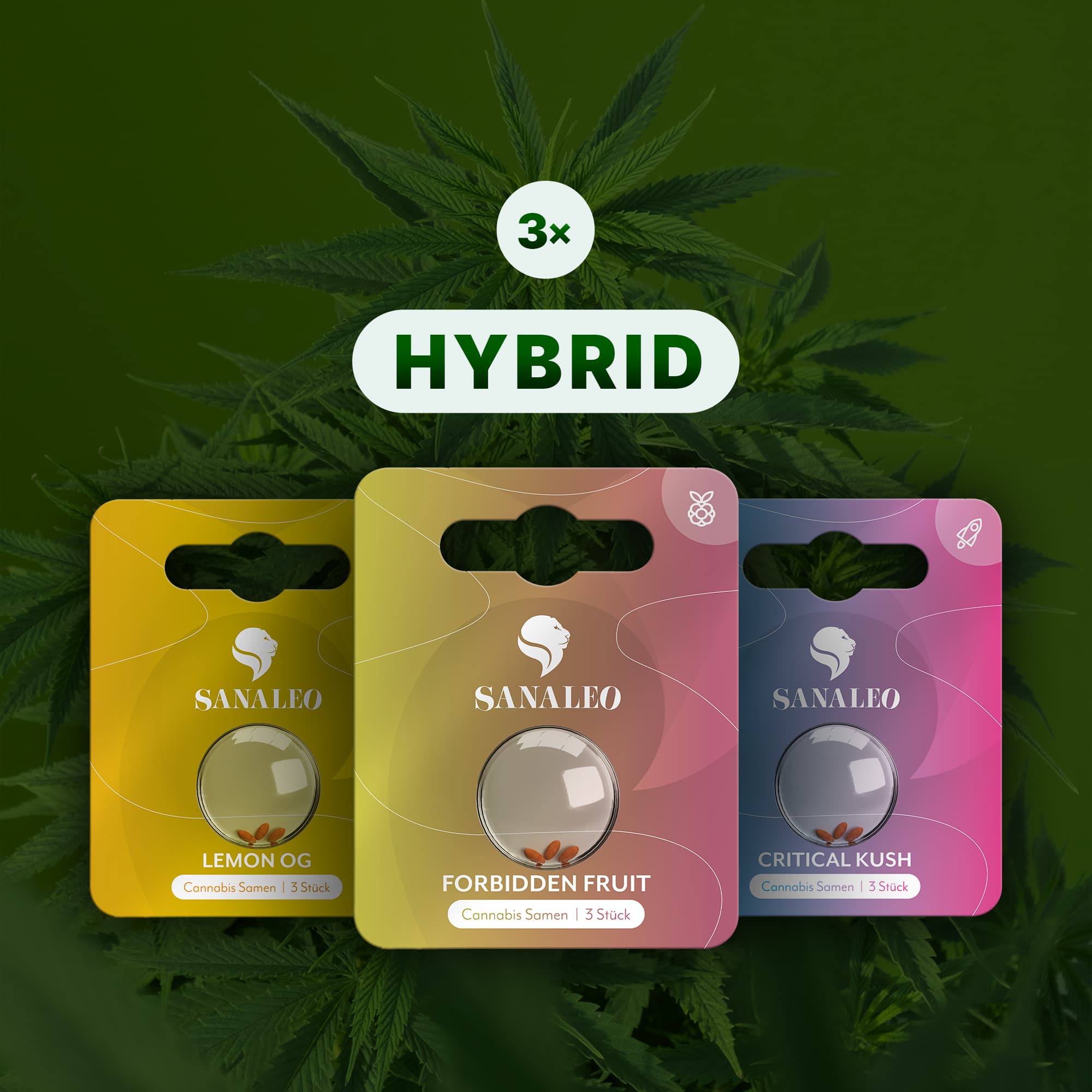 Sanaleo Hybrid Cannabis Samen – 3×3 Packungen mit Lemon OG, Forbidden Fruit, Critical Kush