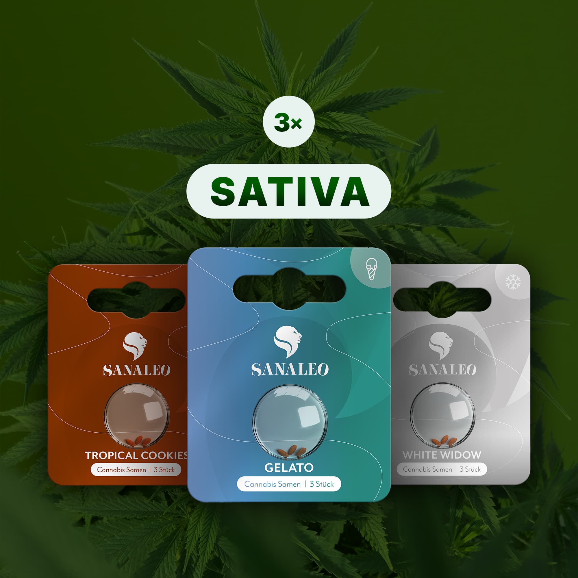 Drei Sanaleo Sativa-Samenpackungen (Gelato, Tropical Cookies, White Widow), je 3 Stück