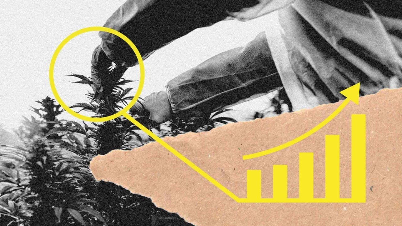 Anbaumethoden: 3 Wege zum CBD-Hanf