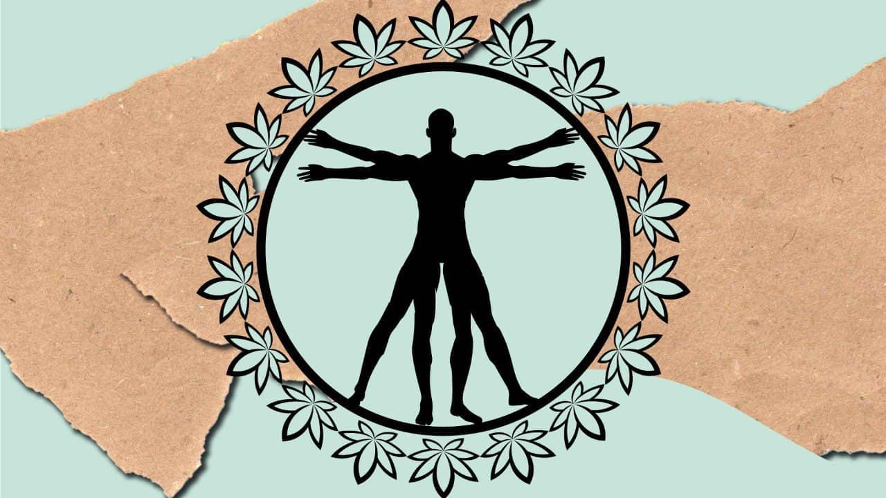 Wie wirkt CBD im menschlichen Körper?