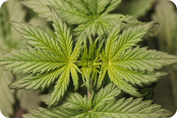 Cannabis-Pflanze beim Anbau in Deutschland - Hanfanbau nach KCanG Legalisierung Image