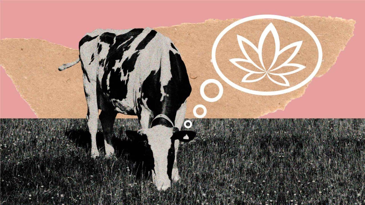 Illustration einer Kuh auf einem Feld und einer Denkblase mit einem Hanfblatt