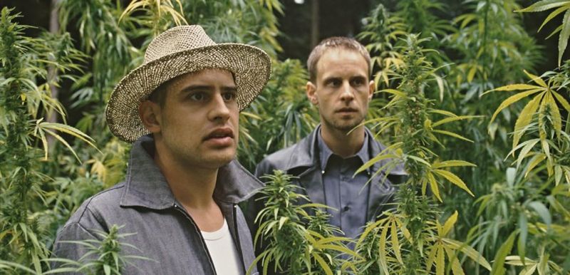 Cannabis und Marihuana in Film und Fernsehen
