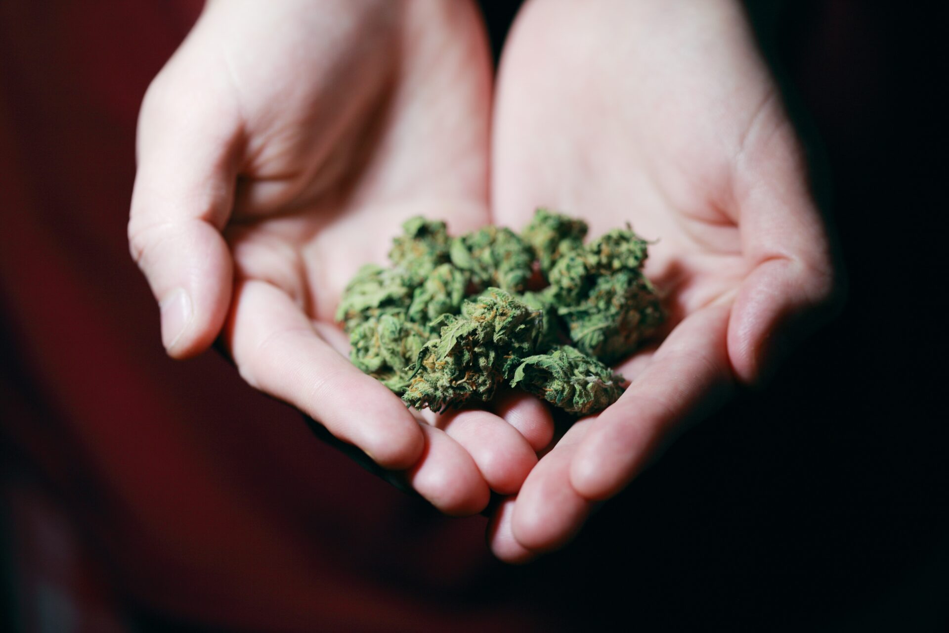 Legalisierung des Cannabis