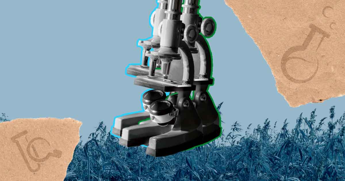 Mikroskop vor einem Hanf Feld als Symbol für die wissenschaftliche Erforschung von Cannabidiol