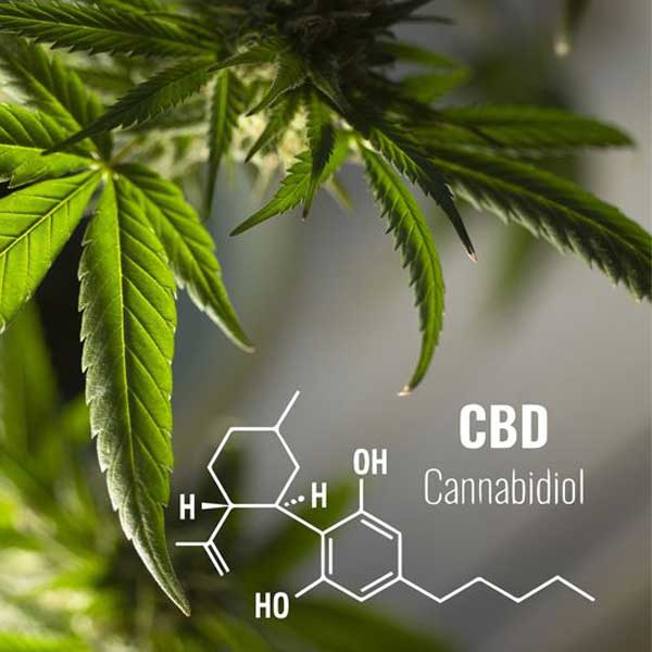 Hanfpflanze mit der Strukturformel von CBD (Cannabidiol)